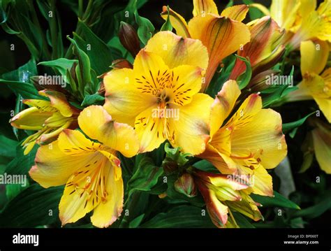 yellow alstroemeria