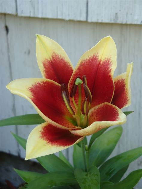 yellow and red asiatic lily