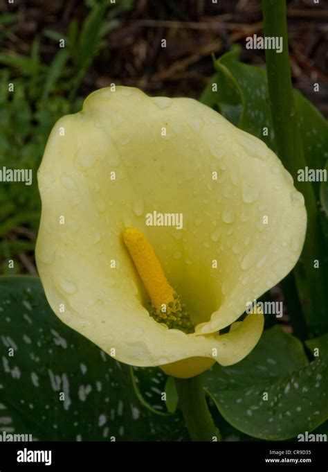 yellow arum