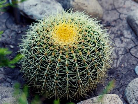 yellow barrel cactus