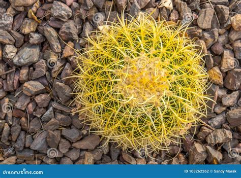 yellow barrel cactus