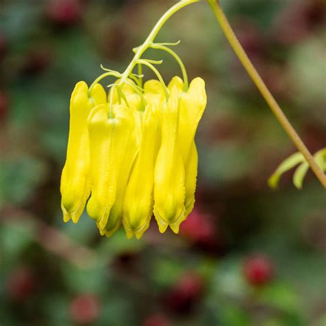 yellow bleeding heart