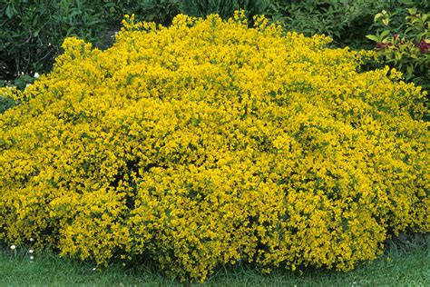 yellow blooming bush