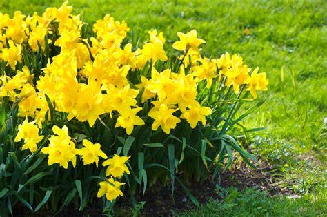 yellow bulb flowers