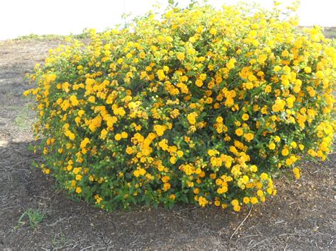 yellow bush plant