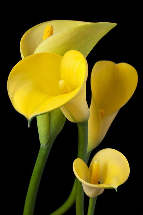 yellow calla lily