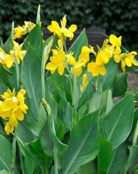 yellow canna lily