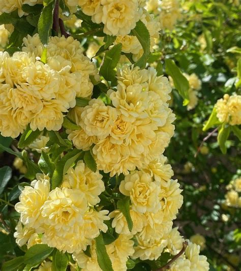 yellow climbing rose