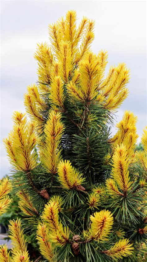 yellow conifer tree