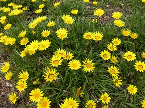 yellow daisy