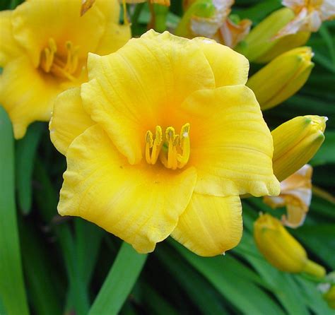 yellow daylily