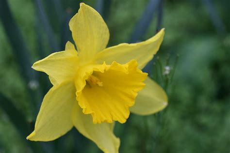 yellow easter lily