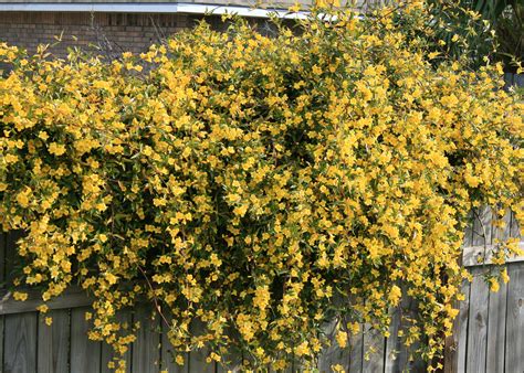 yellow flower vine plant