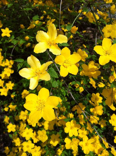 yellow flowering shrub