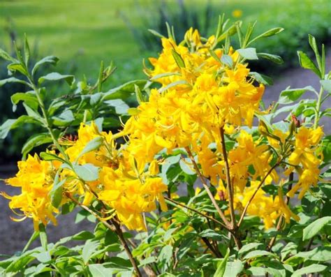 yellow flowering shrub