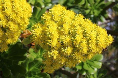 yellow flowering succulent