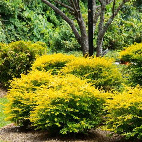 yellow foliage evergreen shrubs