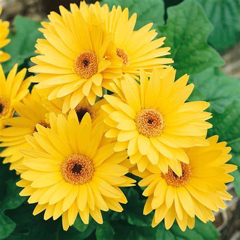 yellow gerbera daisy