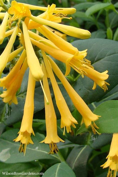 yellow honeysuckle vine