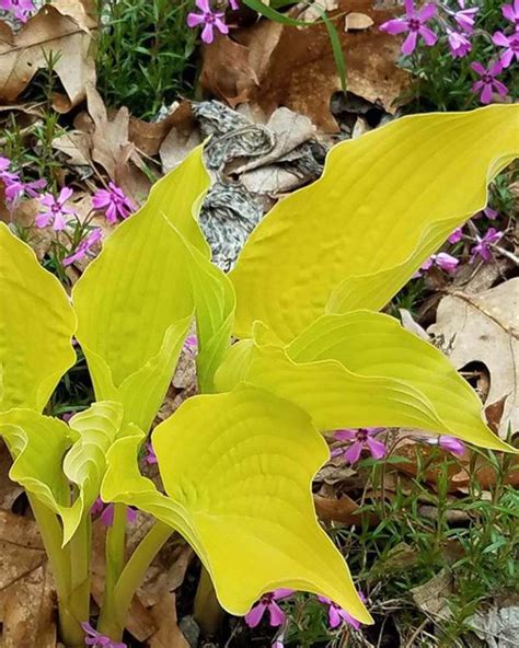 yellow hosta