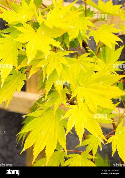 yellow japanese maple