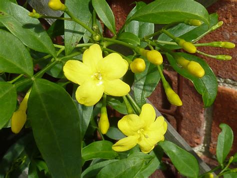 yellow jasmine climber