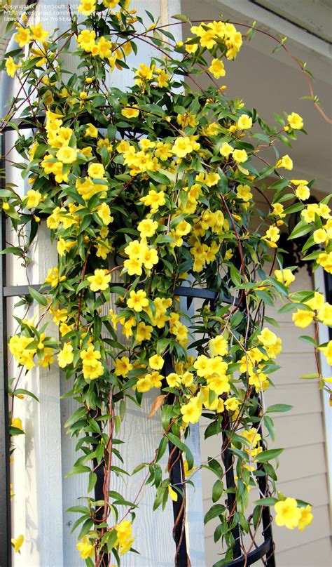 yellow jasmine plant