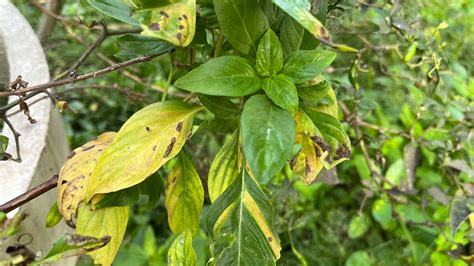 yellow leaves on basil