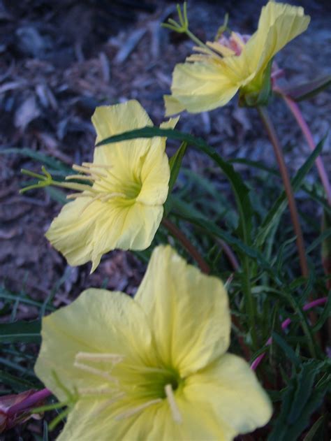 yellow moonflower