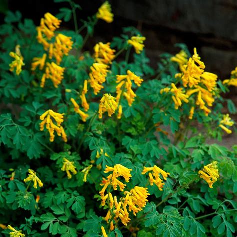 yellow partial shade flowers