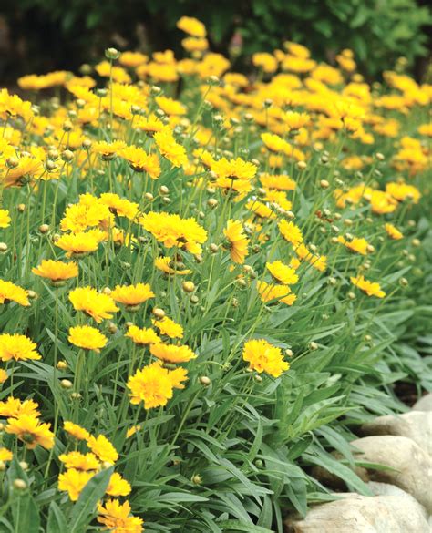 yellow perennial flowers