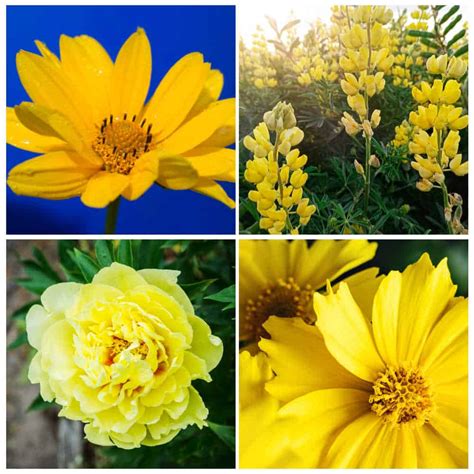 yellow perennials