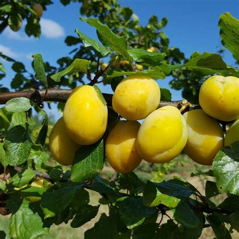 yellow pershore plum tree