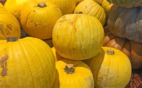 yellow pumpkins