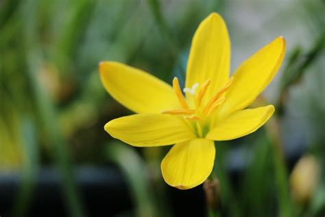 yellow rain lily