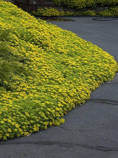 yellow sedum ground cover