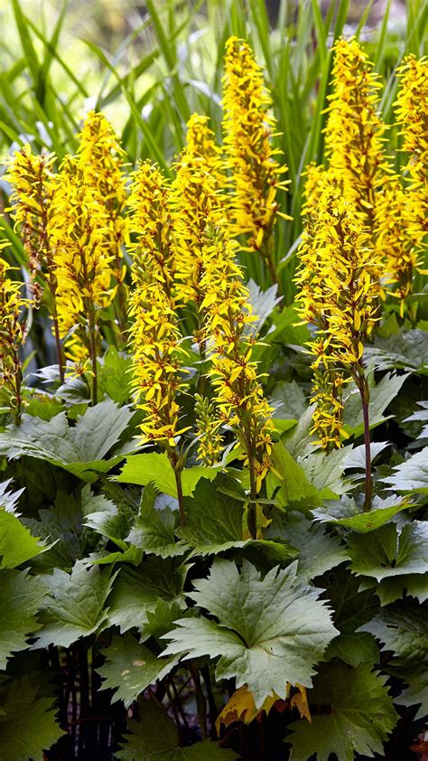 yellow shade flowers