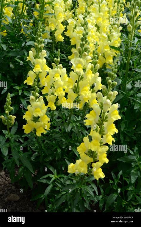 yellow snapdragon