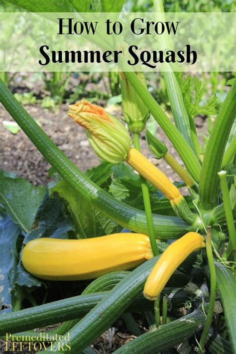 yellow squash planting tips