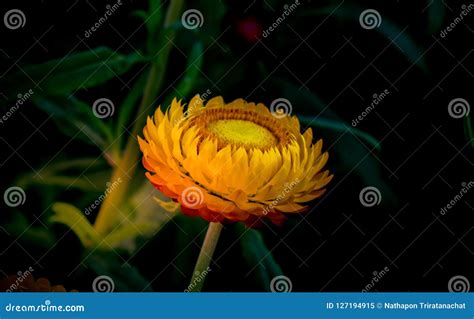 yellow straw flower