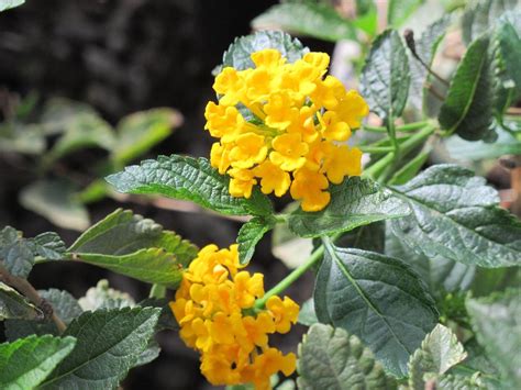 yellow trailing lantana