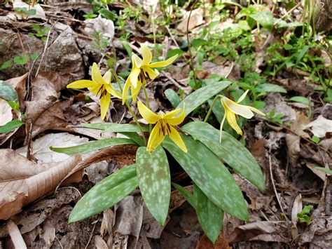 yellow trout lily