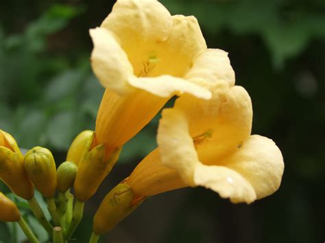 yellow trumpet flower vine