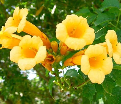 yellow trumpet flower vine