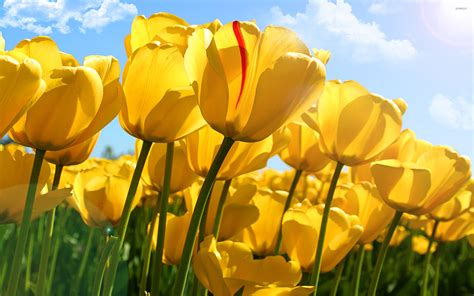 yellow tulips