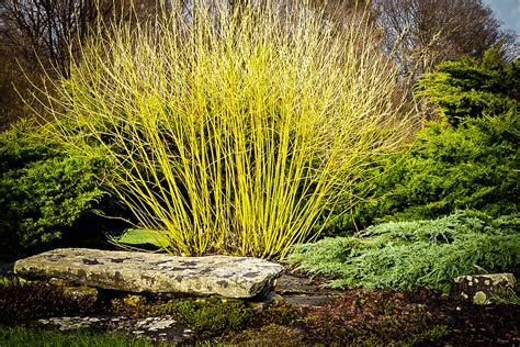 yellow twig dogwood companion plants