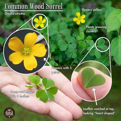 yellow woodsorrel uses