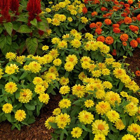 yellow zinnias