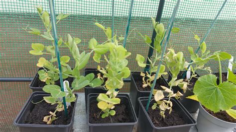 yellowing pea plants
