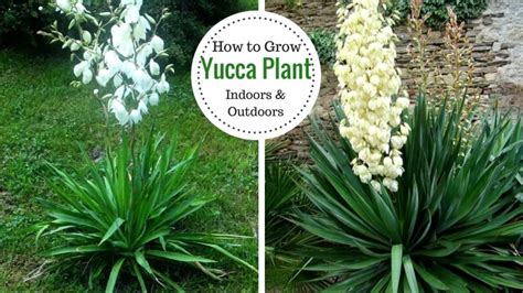 yucca companion plants